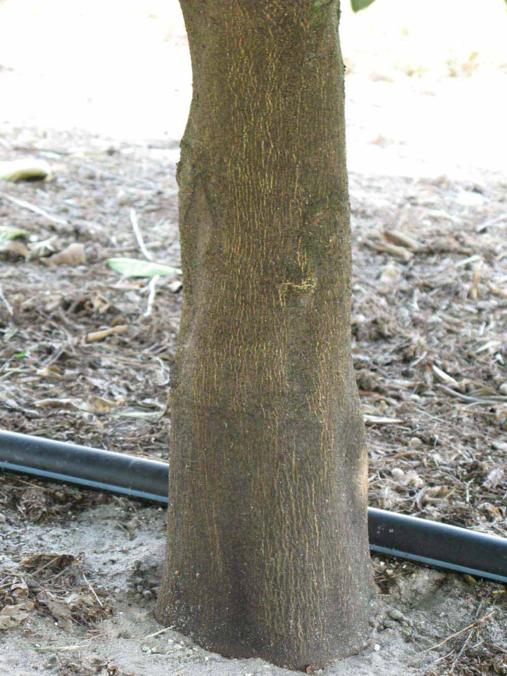            Bark (Winter Haven, FL)      